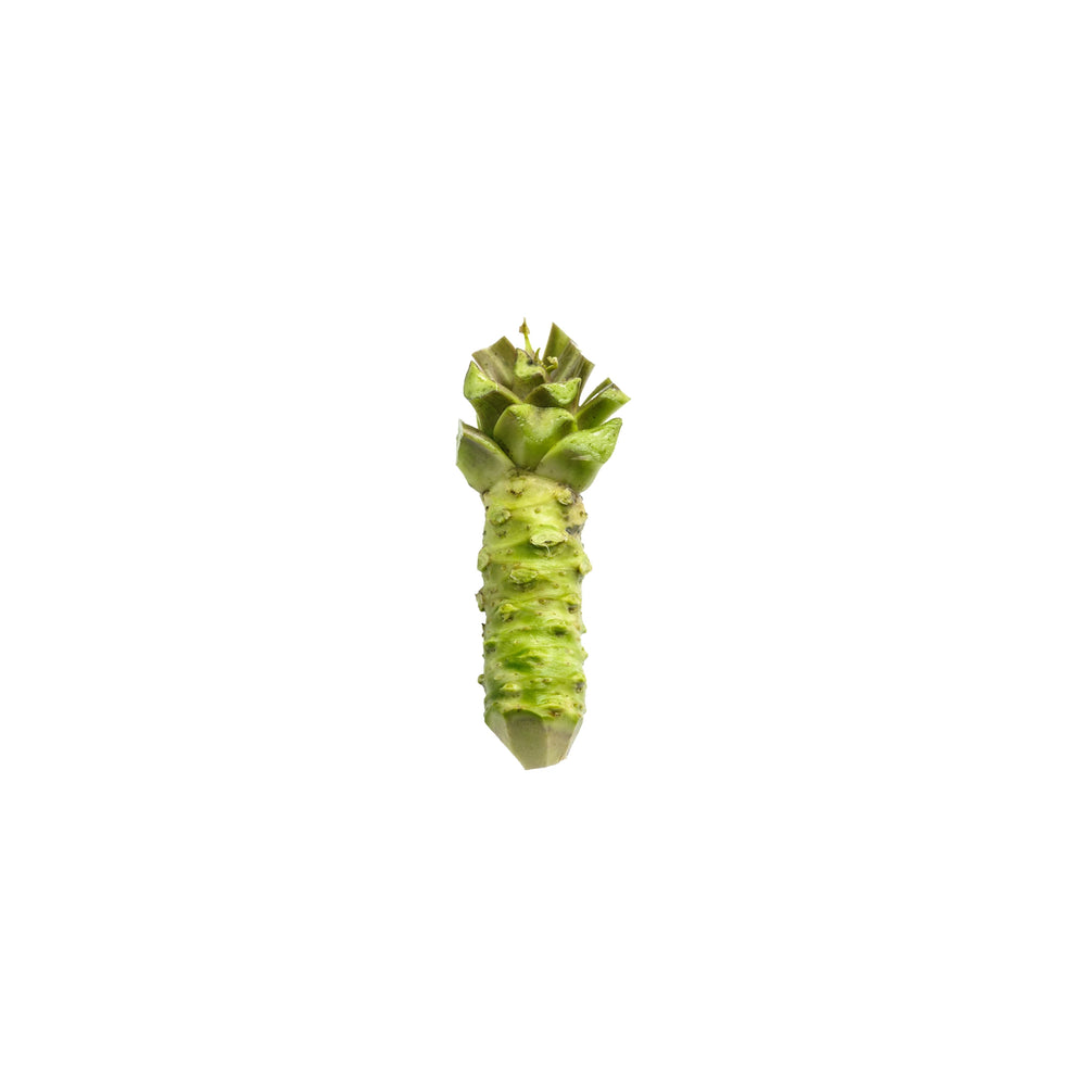 A Small Fresh English Wasabi Rhizome (100g) isolated on a white background, highlighting the vibrant green color characteristic of premium Dorset wasabi.