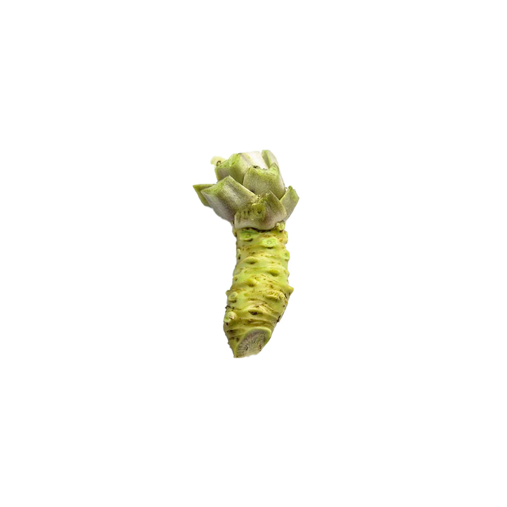 A single Small Fresh English Wasabi Rhizome (200g) isolated on a white background.