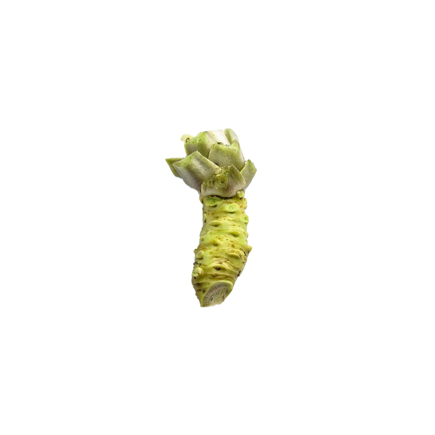 A single Small Fresh English Wasabi Rhizome (200g) isolated on a white background.
