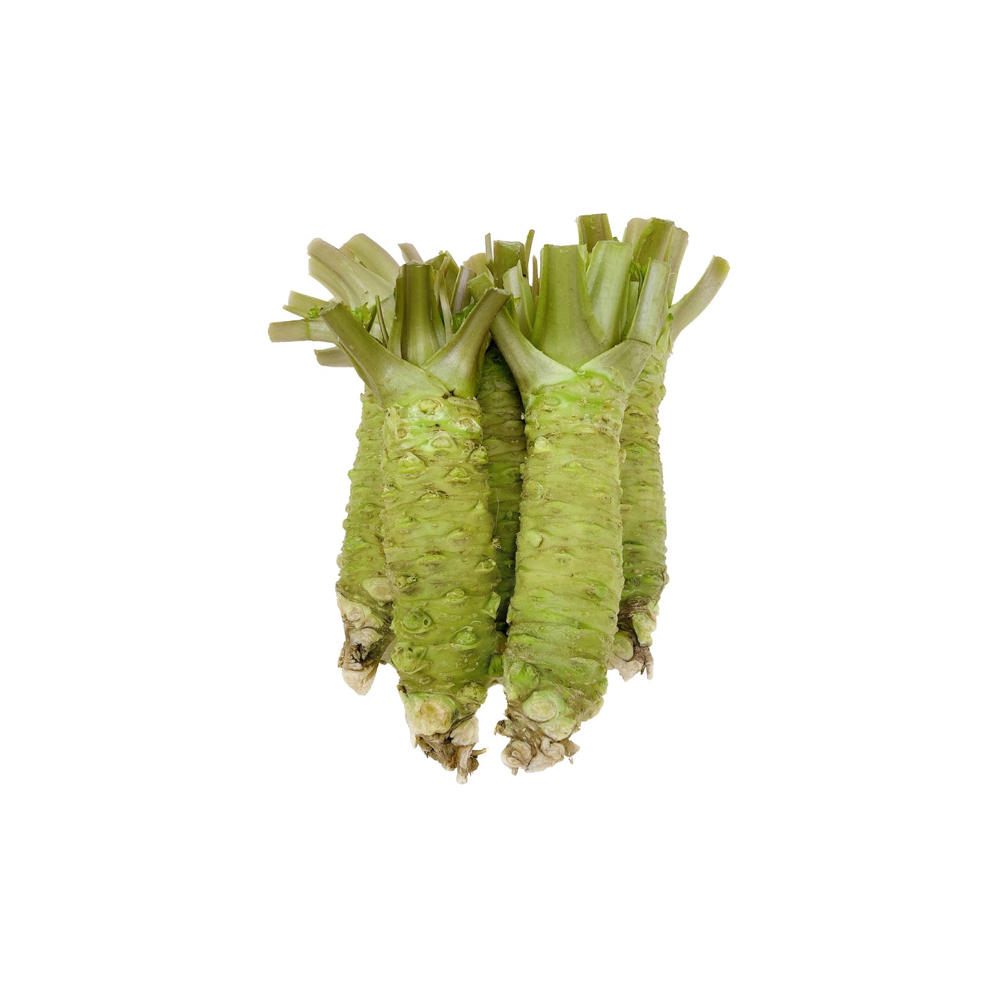 Fresh Japanese Wasabi - 500g: Four wasabi rhizomes with stems and roots attached, displayed upright on a white background—premium Japanese wasabi known for vibrant flavor.