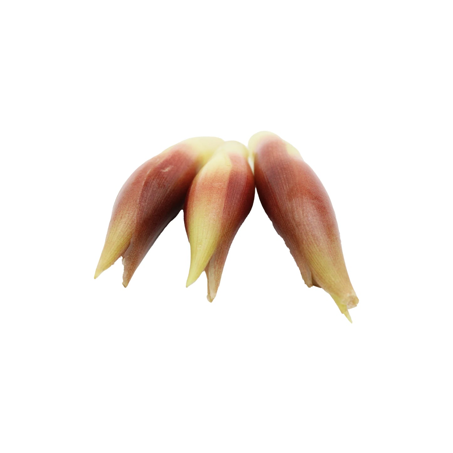 
                  
                    A 50g pack of Fresh Myoga Japanese Ginger Buds, featuring reddish-brown and yellow tips prized in Japanese cuisine, is shown arranged on a white background.
                  
                