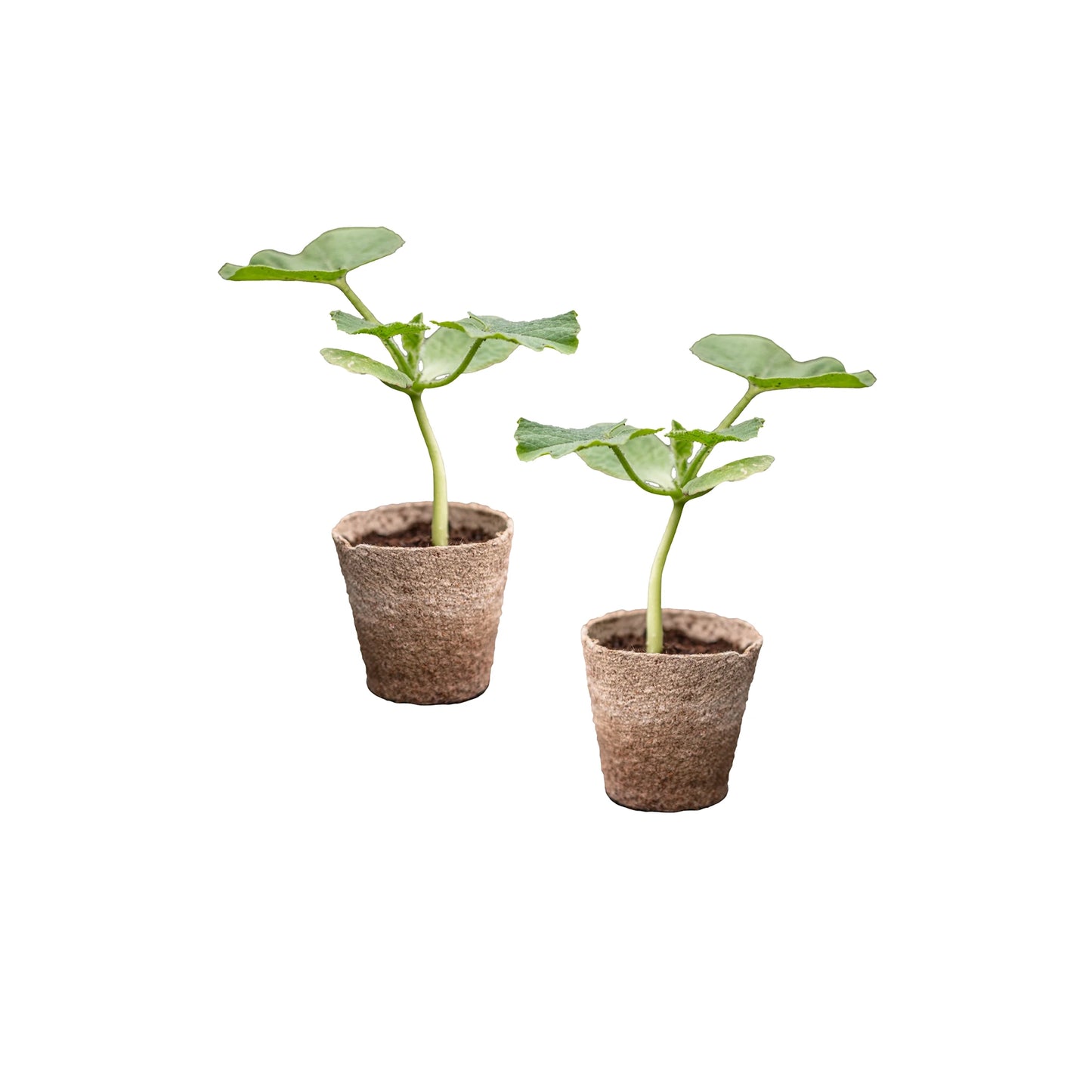 Two small green seedlings, inspired by Green Kabocha Squash x 2, grow in biodegradable pots on a white background.