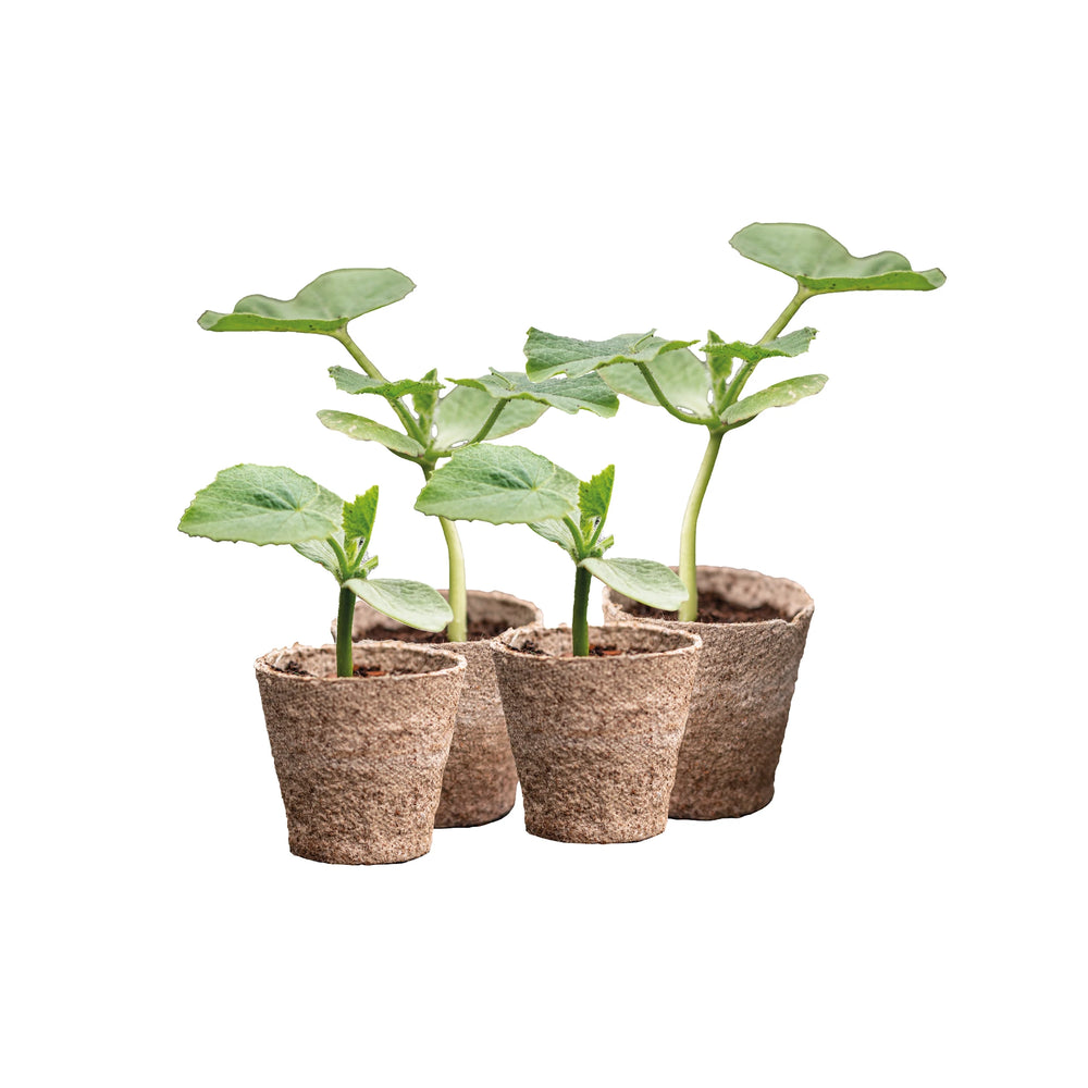 Japanese Squash Plants - Mixed Set of 4: Four young green plants growing in small biodegradable pots filled with soil, isolated on a white background.