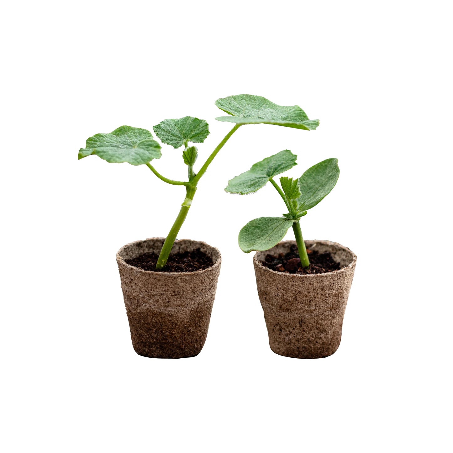 Japanese Squash Plants - Mixed Set of 2: Two small Japanese squash plants in biodegradable pots with soil, shown on a white background.