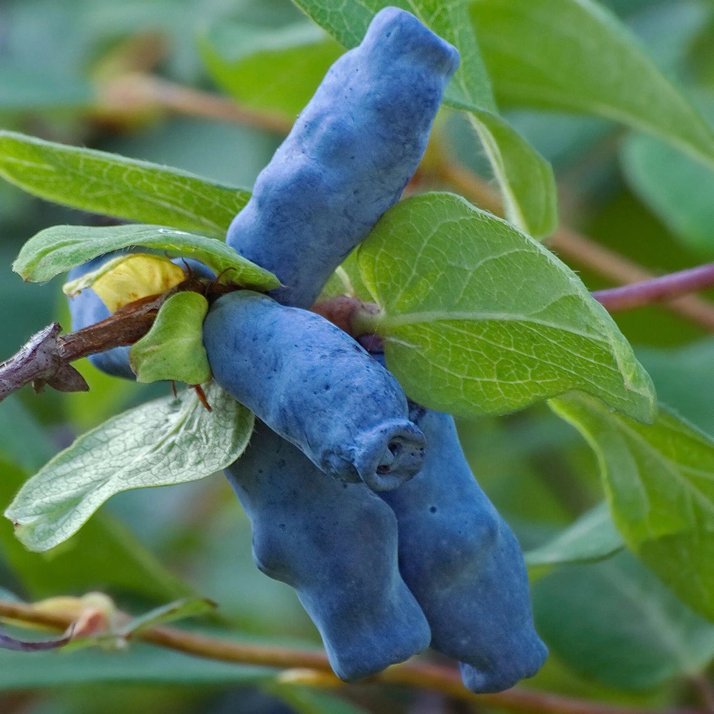 Close-up of blue elongated fruits on the Honeyberry Plant - Aurora, growing among green leaves. This cold-hardy plant thrives in cooler climates.