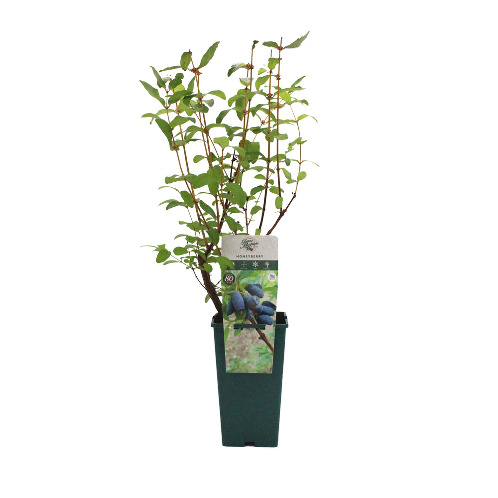 A Honeyberry Plant - Aurora with green leaves in a rectangular green pot, labeled with images of its sweet-tasting berries.