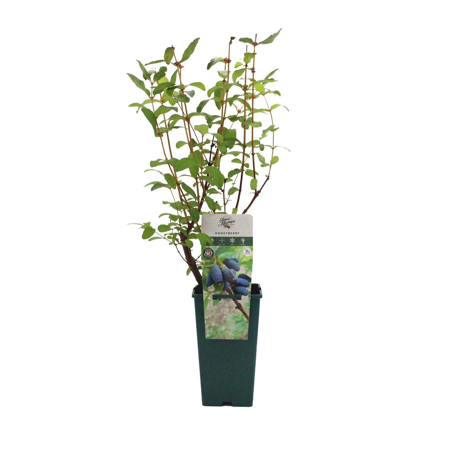 A Honeyberry Plant - Aurora with green leaves in a rectangular green pot, labeled with images of its sweet-tasting berries.