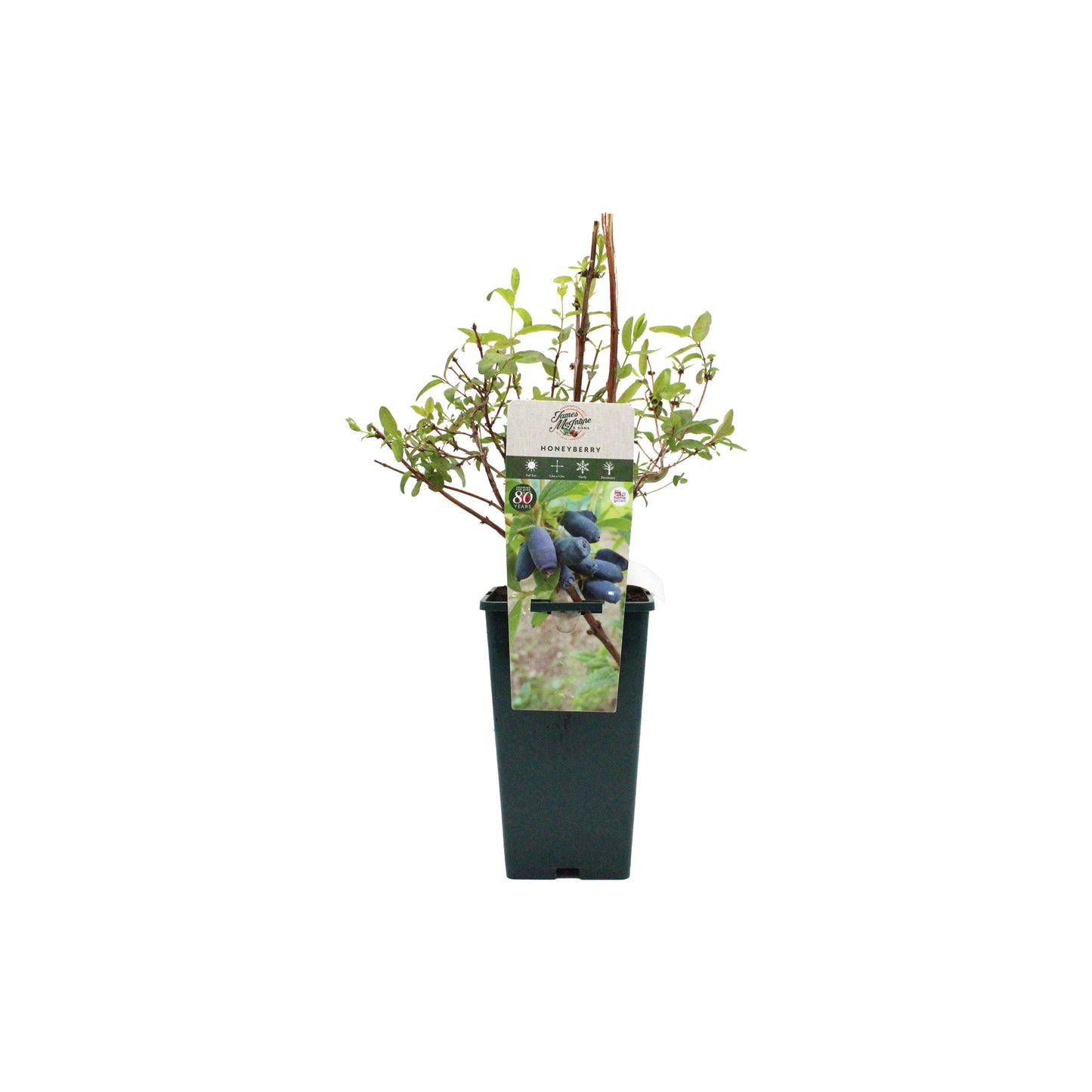 The Honeyberry Plant - Aurora features green leaves and a container labeled with blue Aurora honeyberry berries; this cold hardy plant thrives in cooler climates.