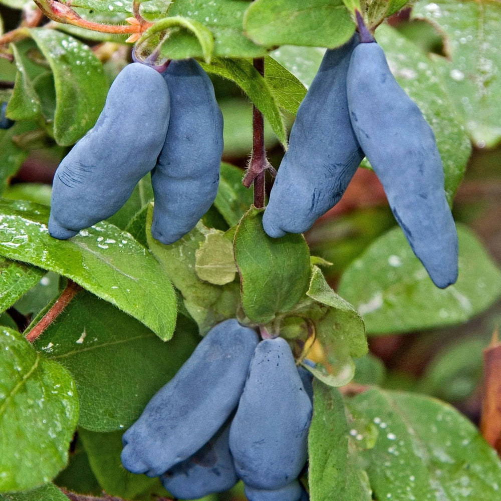 Clusters of uniquely shaped, elongated blue Honeyberry Plant - Blue Banana fruits hang from green branches; these cold-hardy berries are celebrated for their resilience and distinct appearance.