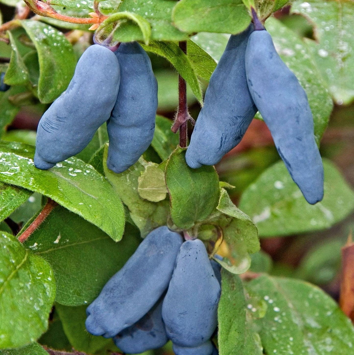Clusters of uniquely shaped, elongated blue Honeyberry Plant - Blue Banana fruits hang from green branches; these cold-hardy berries are celebrated for their resilience and distinct appearance.