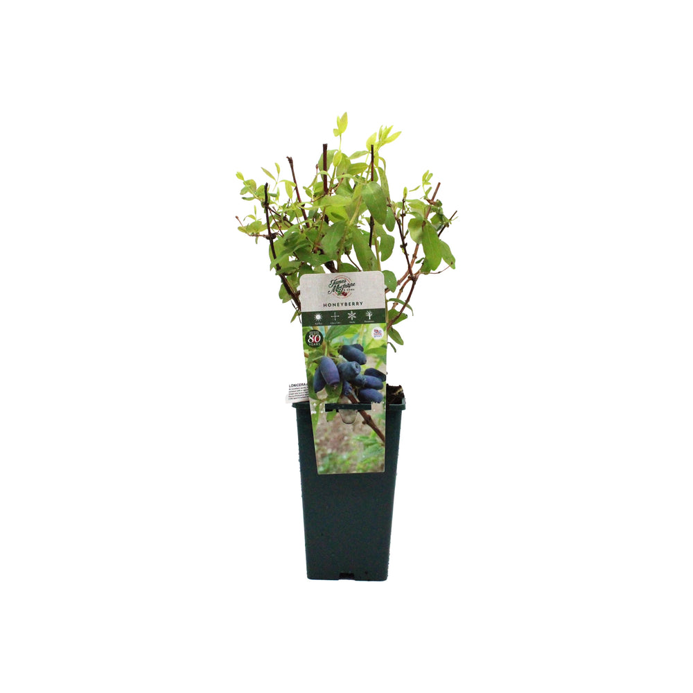 A small potted Honeyberry Plant - Blue Banana with green leaves and a label showing images of its uniquely shaped, cold-hardy fruit.