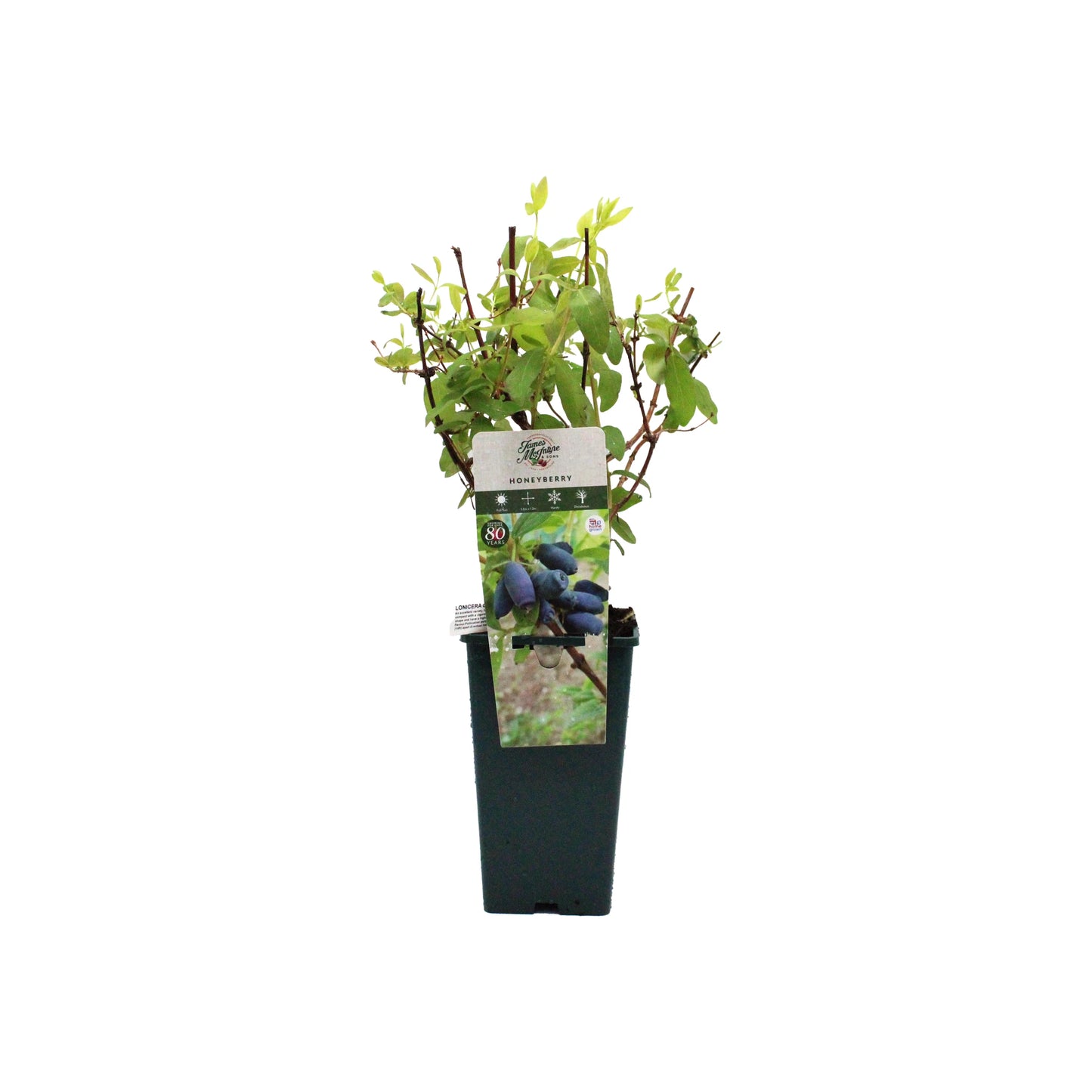 A small potted Honeyberry Plant - Blue Banana with green leaves and a label showing images of its uniquely shaped, cold-hardy fruit.