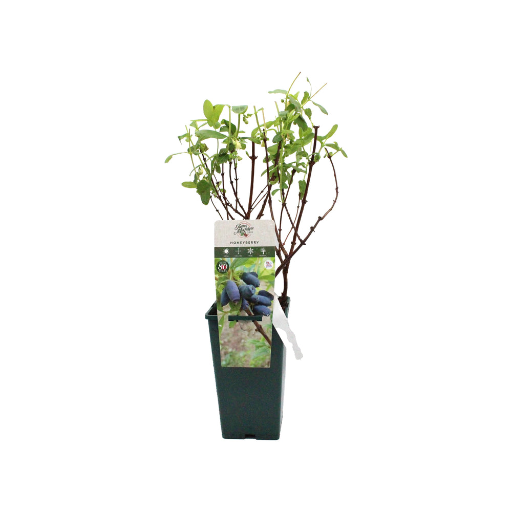 A small potted Honeyberry Plant - Blue Treasure with multiple stems and green leaves, featuring a tag with an image and variety details attached to the pot.