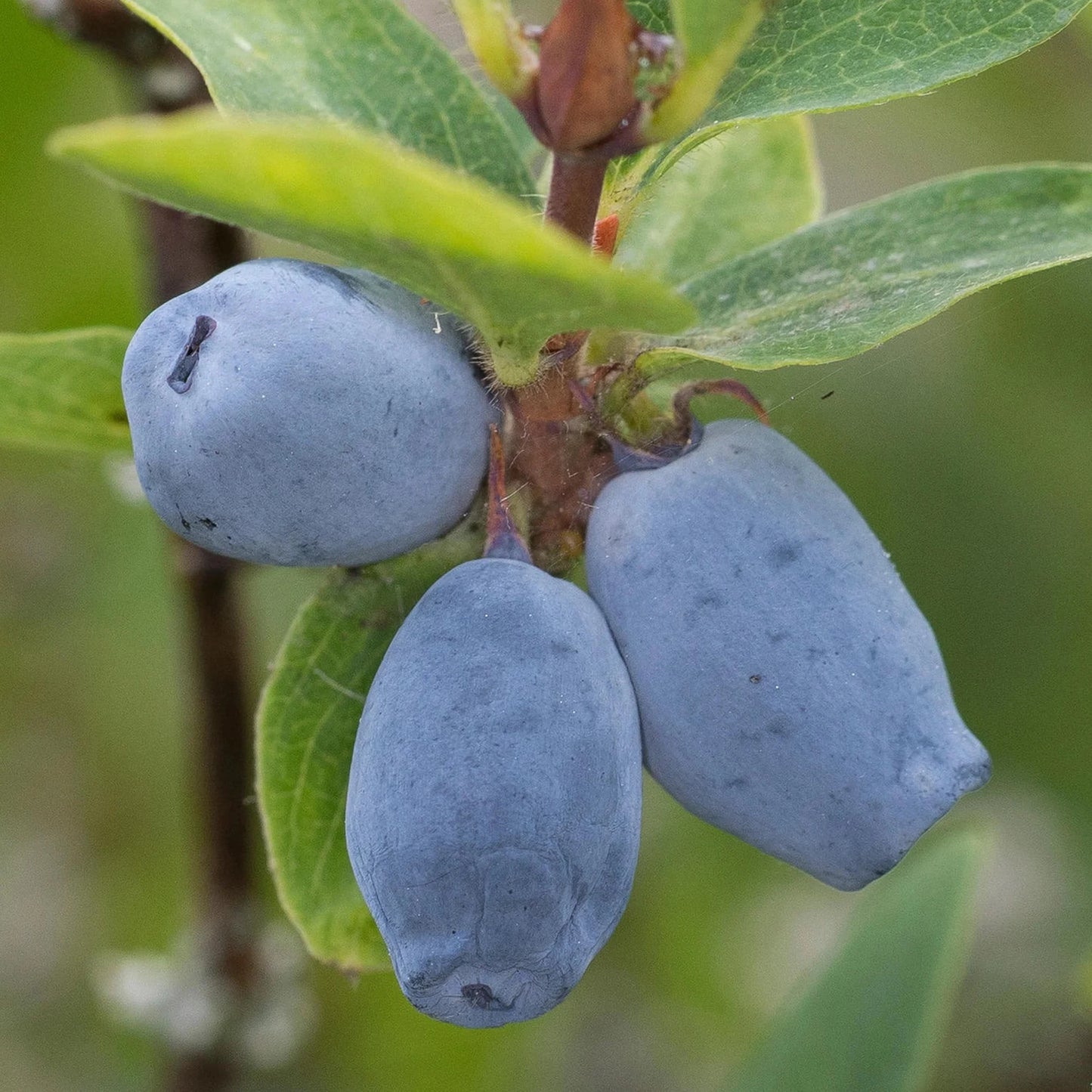 Close-up of three ripe fruits on a Honeyberry Plant - Giants Heart branch, surrounded by green leaves—these antioxidant-rich berries are a delightful addition to any UK garden.