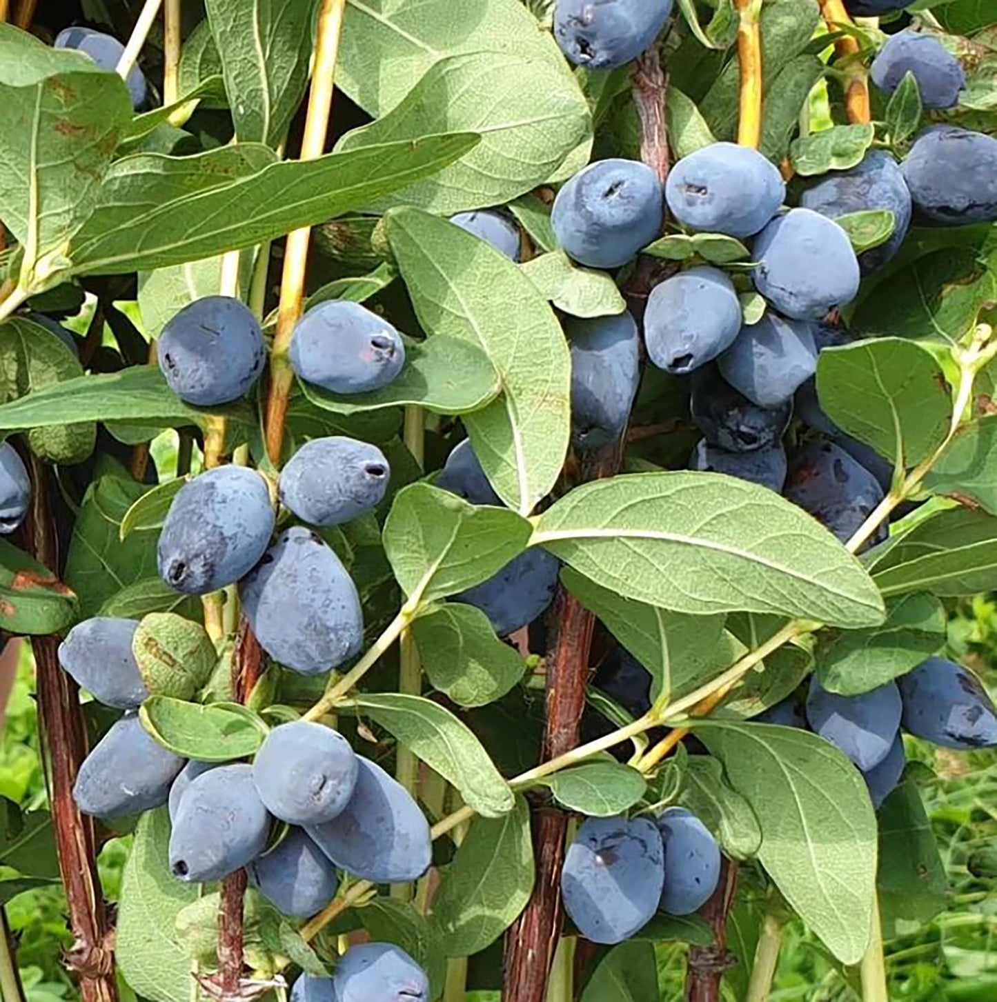 
                  
                    Clusters of oblong, blue fruits grow on the leafy stems of the Honeyberry Plant - Giants Heart, making a striking and antioxidant-rich addition to any UK garden.
                  
                