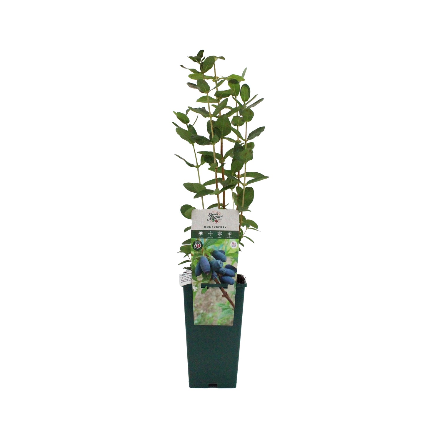 A young Honeyberry Plant - Giants Heart with green leaves grows in a rectangular pot, labeled with an image of the nutrient-rich fruit, prized for its antioxidant benefits.