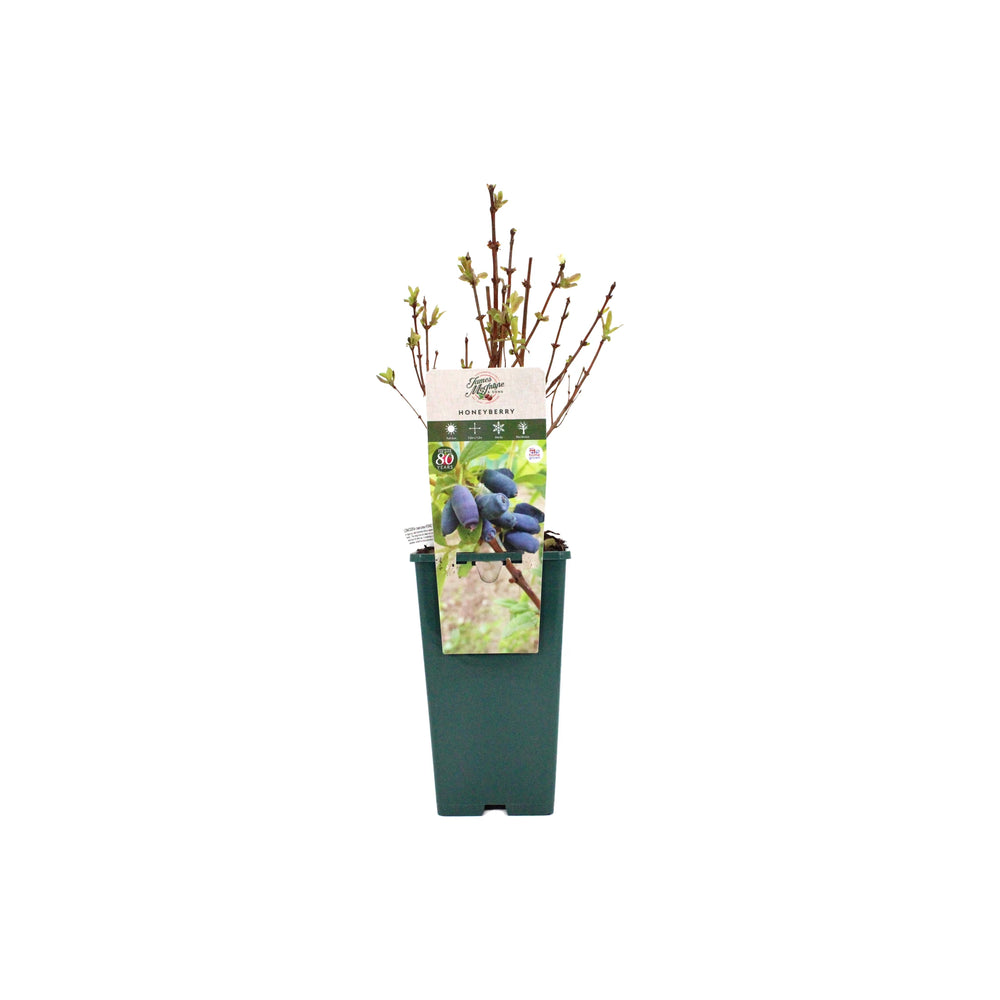 
                  
                    Honeyberry Plant - Giants Heart in a green pot, featuring branching stems and front label detailing its nutrient-rich berries.
                  
                