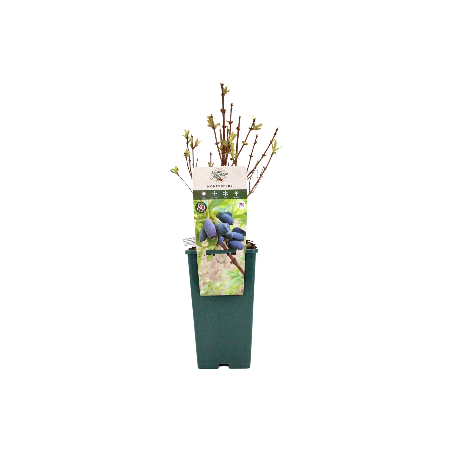 
                  
                    Honeyberry Plant - Giants Heart in a green pot, featuring branching stems and front label detailing its nutrient-rich berries.
                  
                