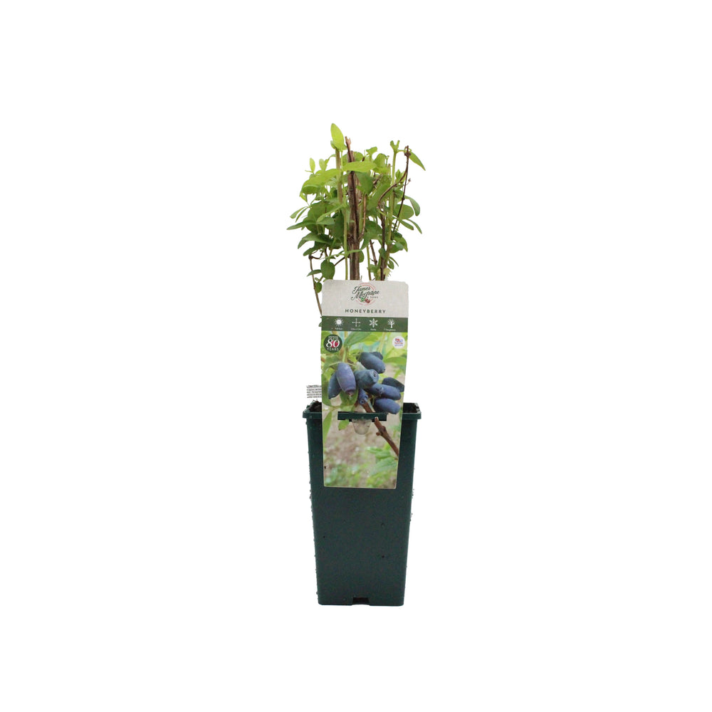 A potted Honeyberry Plant - Giants Heart with green leaves, labeled with blue berry imagery, ideal for boosting antioxidants in your UK garden, shown against a plain white background.
