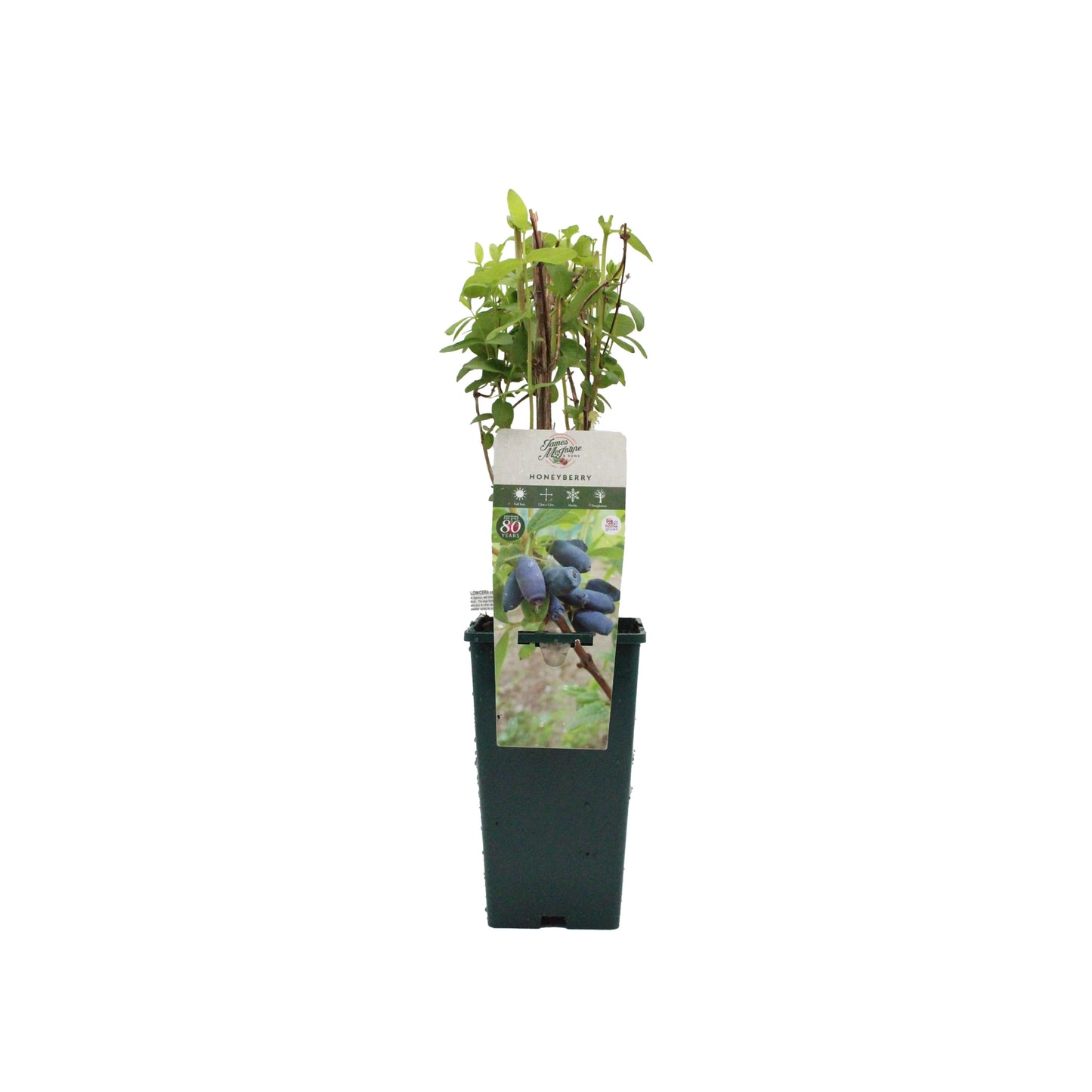 A potted Honeyberry Plant - Giants Heart with green leaves, labeled with blue berry imagery, ideal for boosting antioxidants in your UK garden, shown against a plain white background.