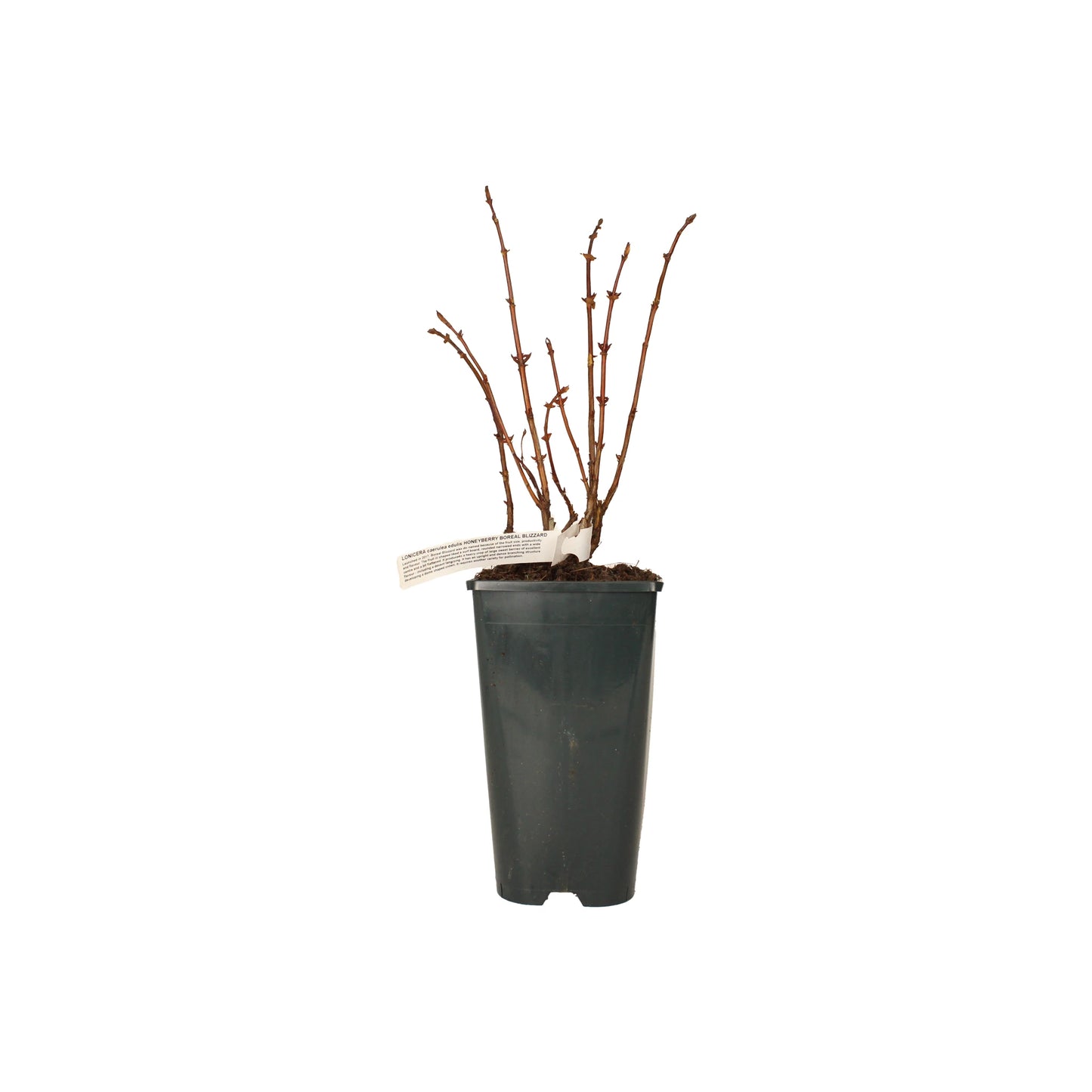 A small black plastic pot with a bare-root Honeyberry Plant - Boreal Blizzard featuring several leafless stems and a white label—an ultra-cold-hardy fruit bush ready to thrive in your garden.