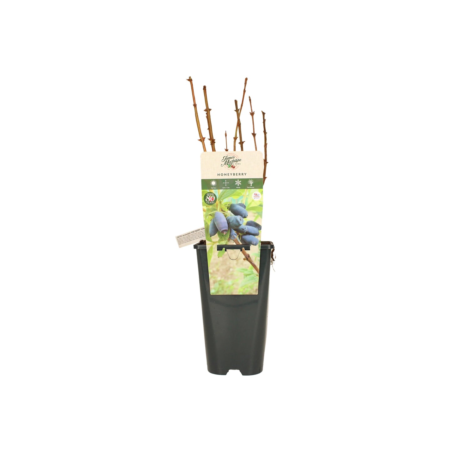The Honeyberry Plant - Honey Bee comes potted with bare stems, a label featuring ripe honeyberries, and care instructions. This cold-hardy fruit bush thrives best when paired with a pollinator for abundant harvests.