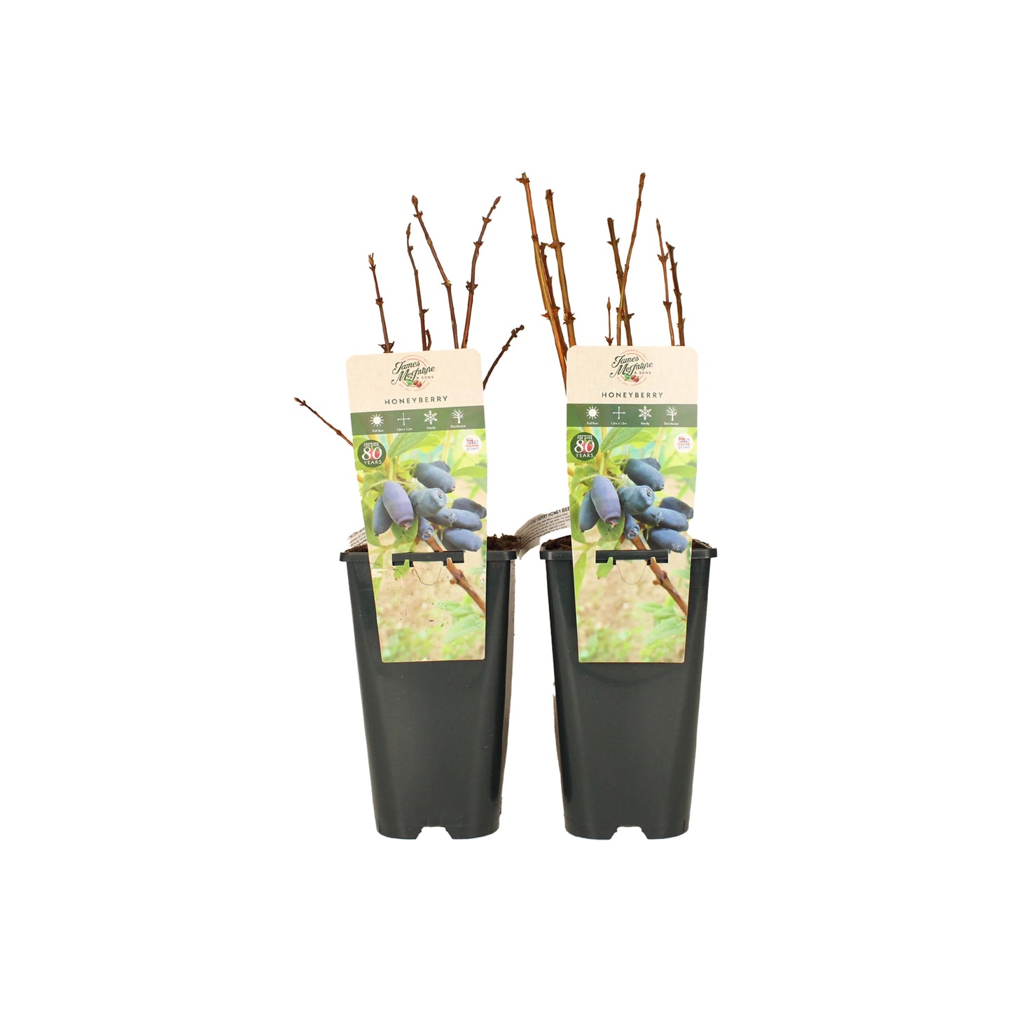 The Honeyberry Plant Twin Set – Boreal Blizzard & Honey Bee features two labeled potted plants with ripe blue berries, set against a plain white background—ideal as a unique winter gift.