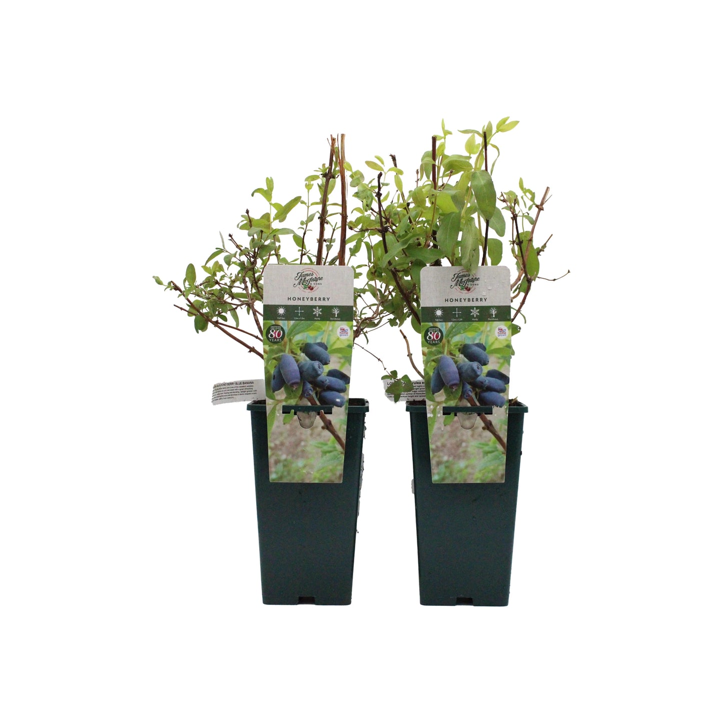 The Honeyberry Plant Twin Set: Aurora & Blue Banana features two potted plants with tags showing images of ripe berries, displayed against a plain white background.