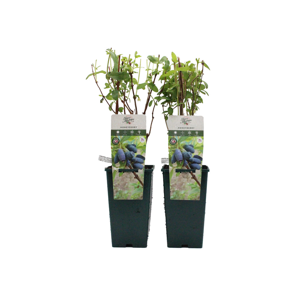 The Honeyberry Plant Twin Set: Giants Heart & Blue Treasure features two potted plants with lush green leaves and images of ripe blue honeyberries on each container.