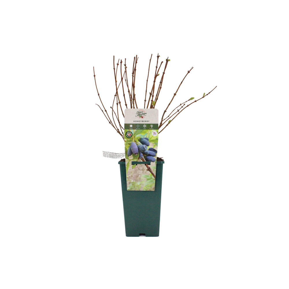 A Honeyberry Plant – Strawberry Sensation in a green pot, featuring bare branches and a label with images of ripe honeyberries.