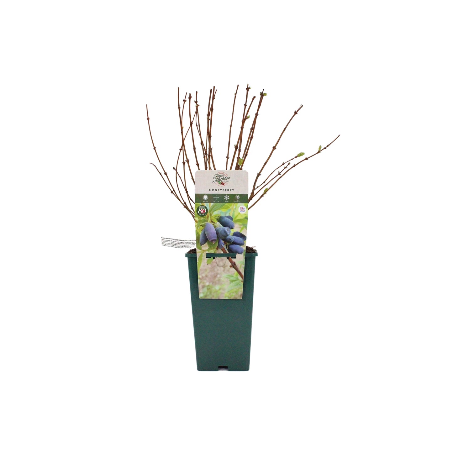 A Honeyberry Plant – Strawberry Sensation in a green pot, featuring bare branches and a label with images of ripe honeyberries.