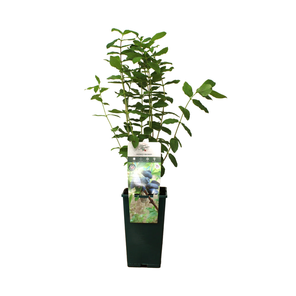 Honeyberry Plant - Strawberry Sensation: A young plant with green leaves in a black pot, labeled with an image and info tag—perfect for adding delicious variety to your UK garden.