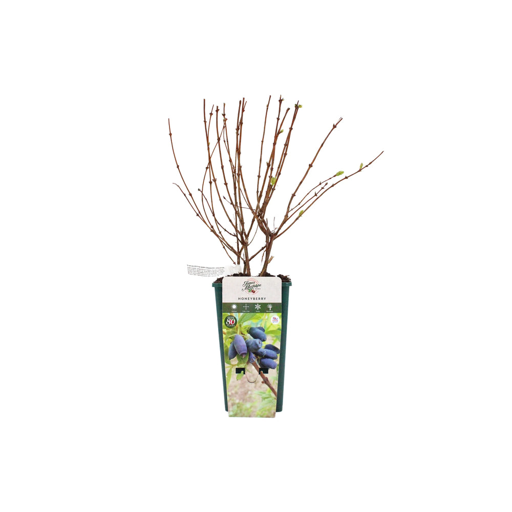 A small potted Honeyberry Plant - Strawberry Sensation with bare branches and a few buds, labeled cold hardy, features an image of ripe berries on the front and promises a hint of strawberry flavor.