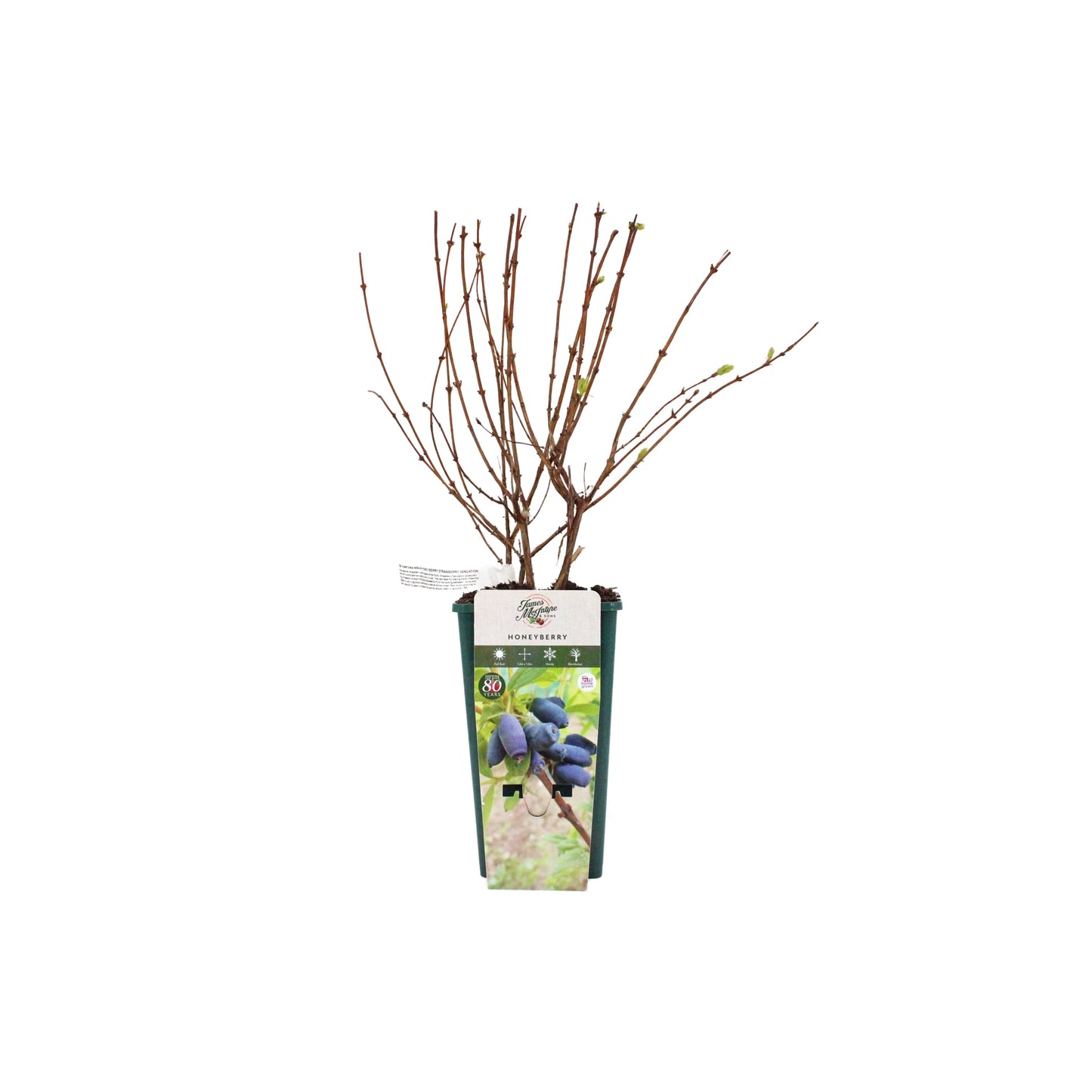 A small potted Honeyberry Plant - Strawberry Sensation with bare branches and a few buds, labeled cold hardy, features an image of ripe berries on the front and promises a hint of strawberry flavor.