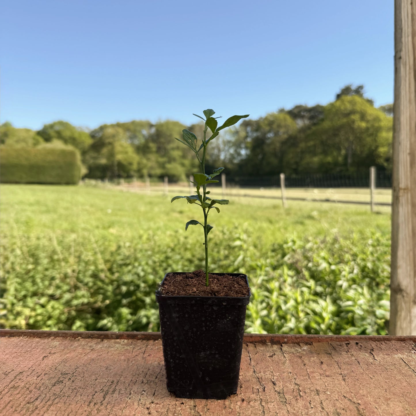 
                  
                    A Japanese Bitter Orange Tree in a black plastic pot rests on a wooden surface, with a grassy field and trees visible in the background beneath a clear blue sky.
                  
                