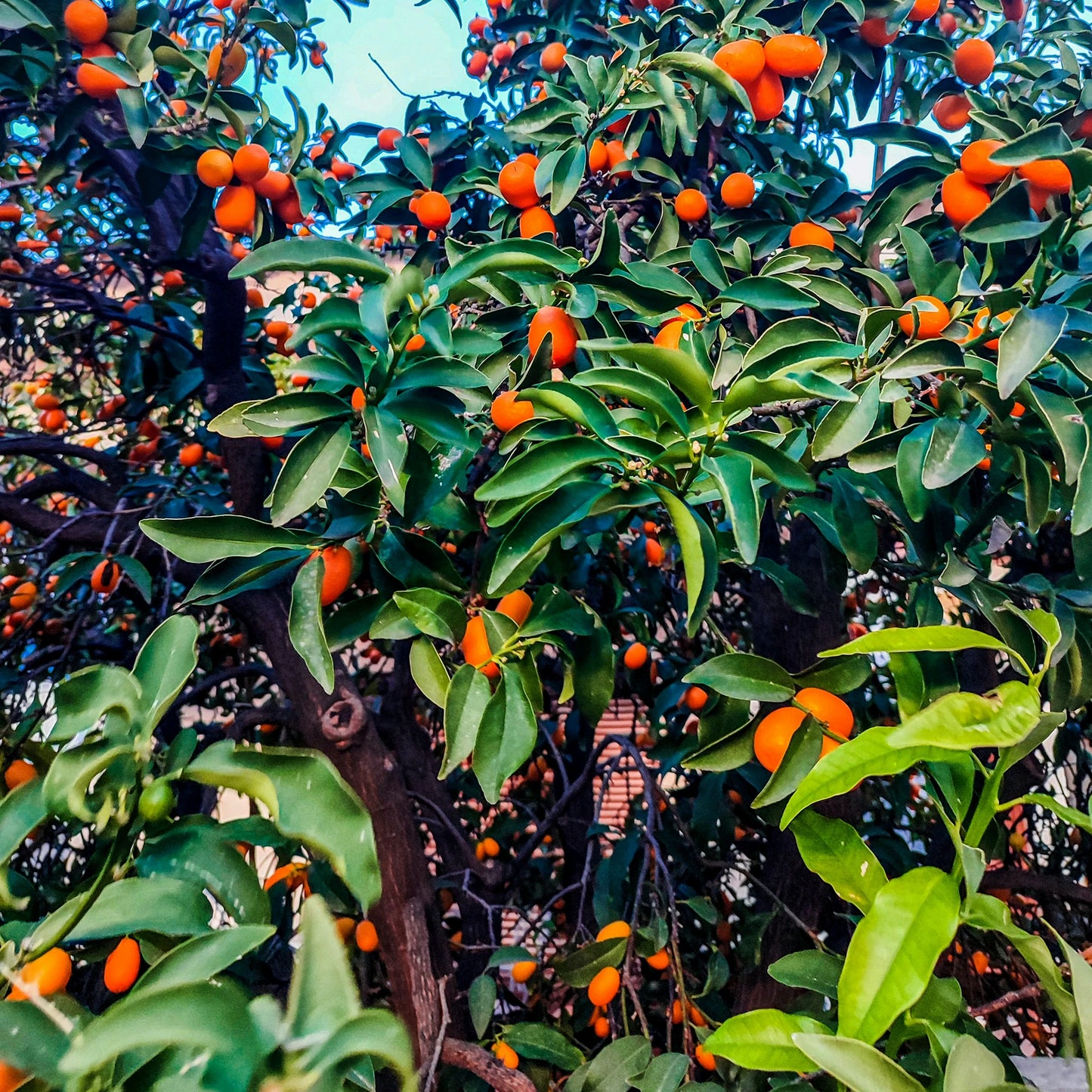 The Japanese Kumquat Tree (Fortunella japonica) has dense green leaves and many small, oval orange fruits on its branches—ideal for anyone looking to grow citrus at home.
