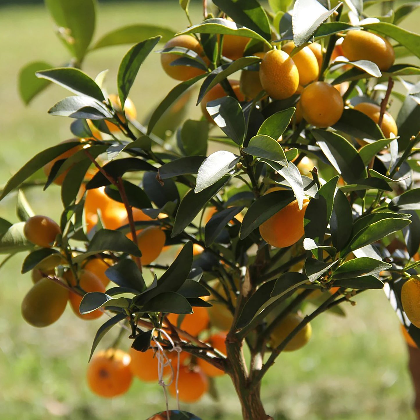 
                  
                    The Japanese Kumquat Tree (Fortunella japonica) features glossy green leaves and clusters of ripe orange fruits—ideal for growing your own citrus at home, thriving outdoors in sunlight.
                  
                