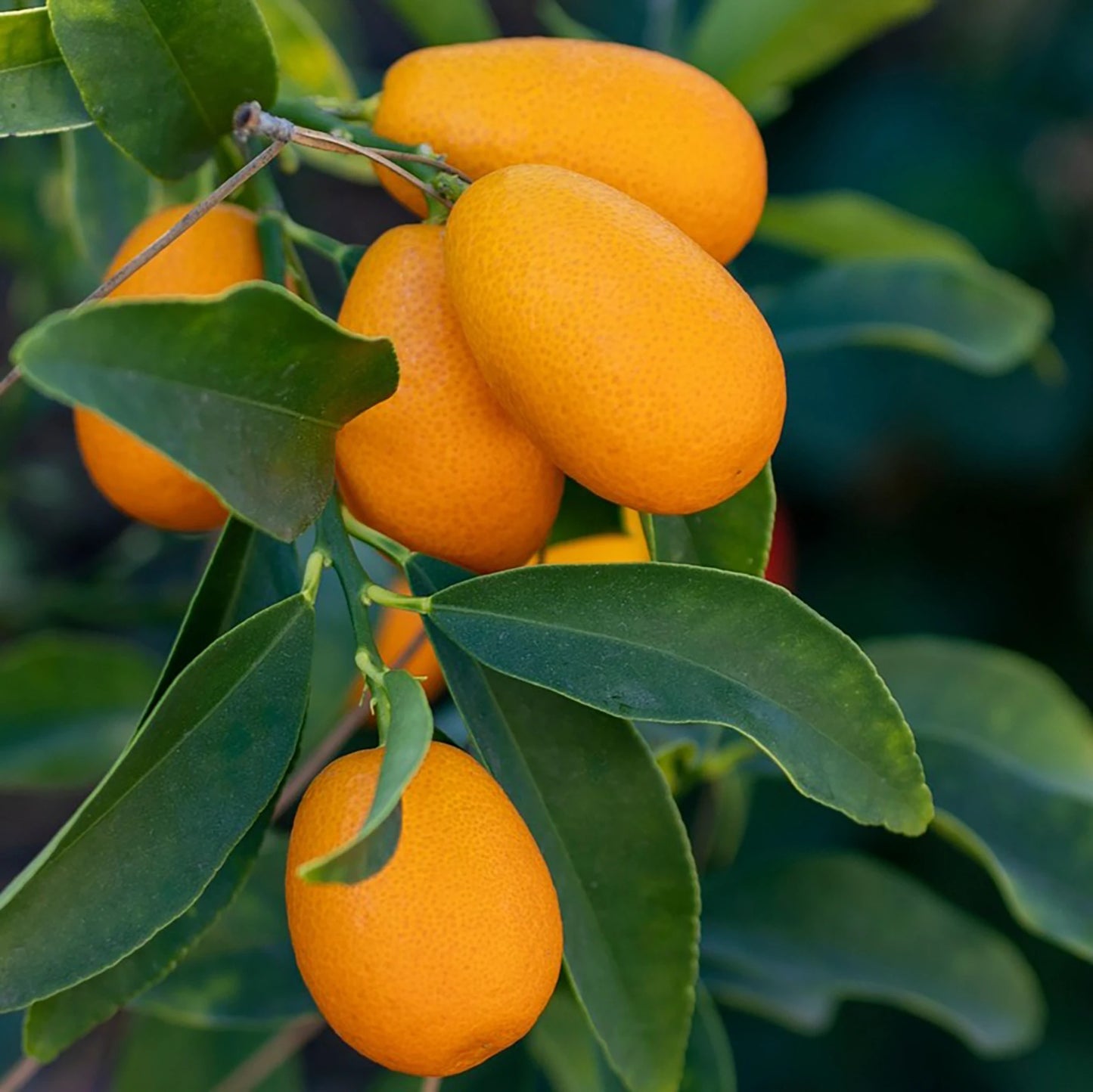Cluster of ripe Japanese Kumquats hanging from a leafy branch, ideal for home growers—Japanese Kumquat Tree (Fortunella japonica).