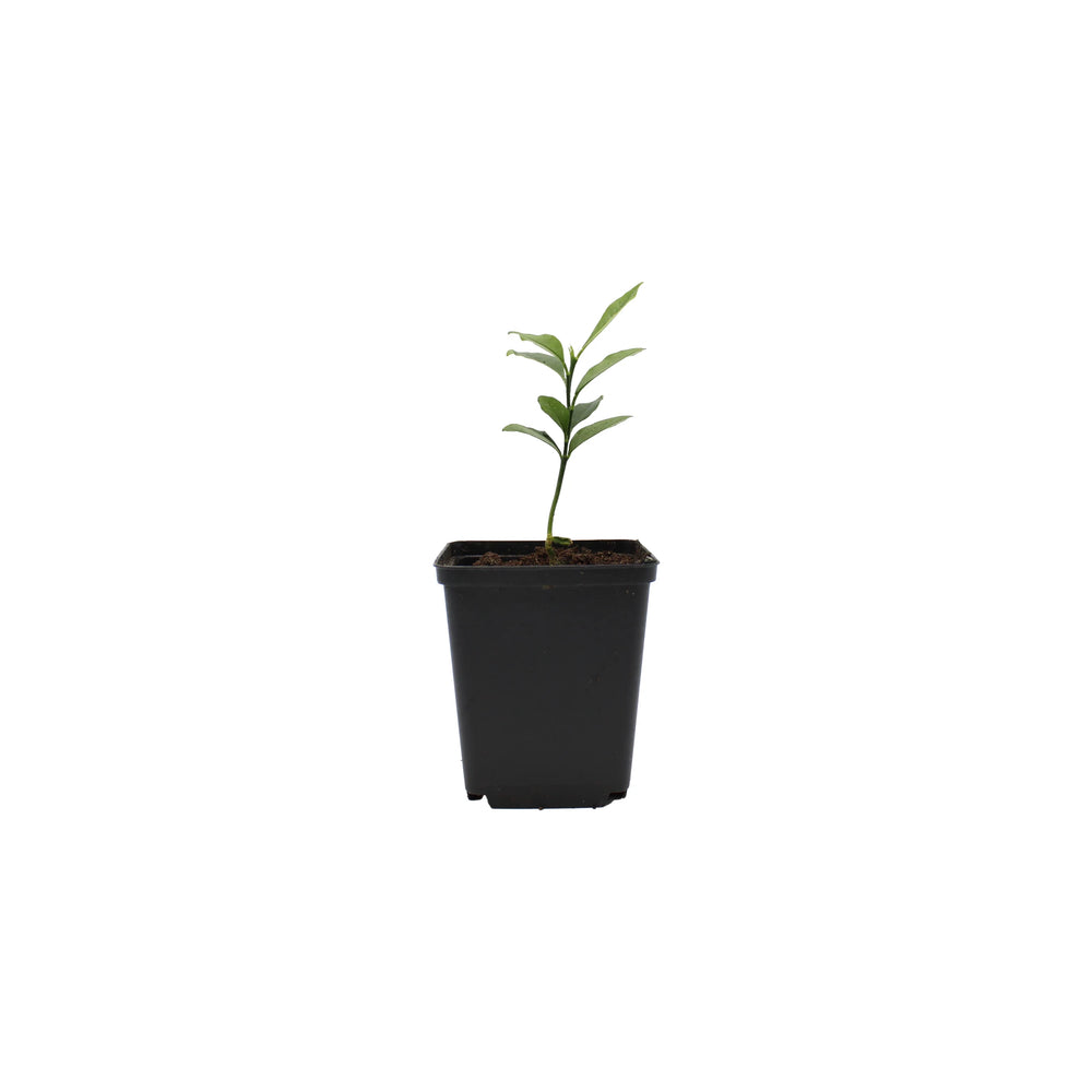 fortunella japonica plant Japanese Kumquat Tree | Plants