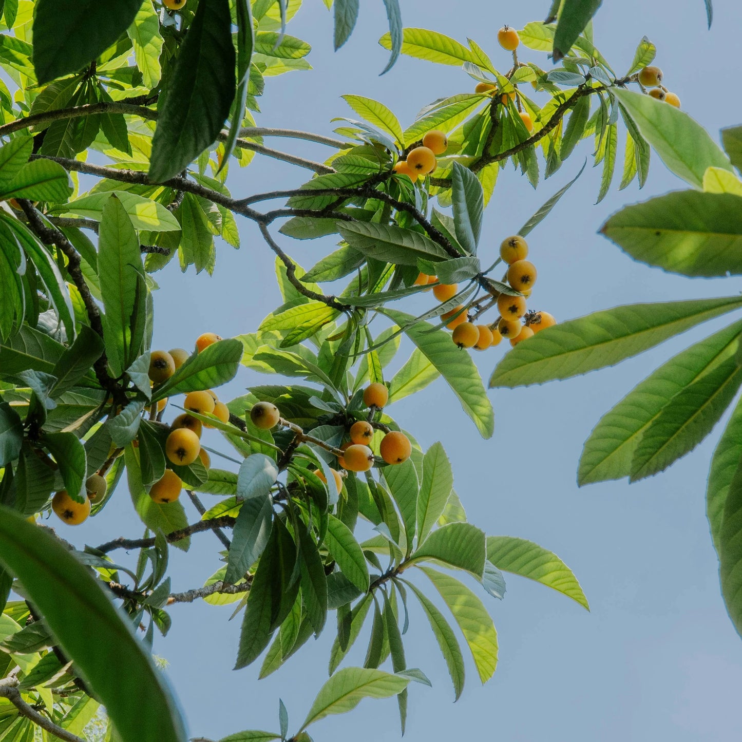 Branches of the Japanese Medlar Tree (Eriobotrya japonica) with green leaves and clusters of small, edible fruits set against a clear blue sky.