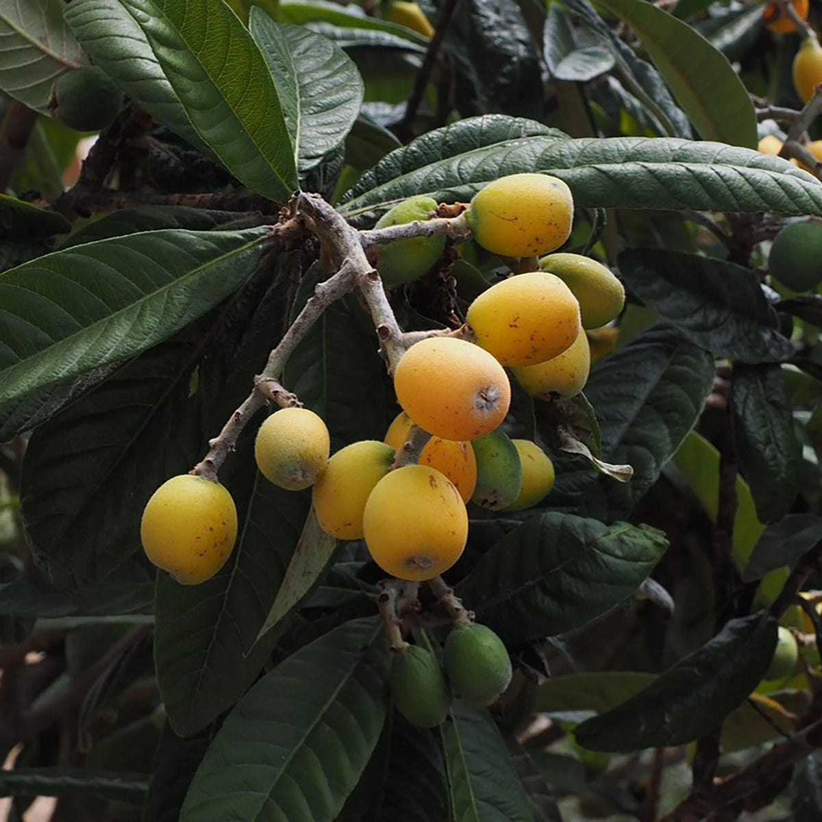 Japanese Medlar Tree | Plants | The Wasabi Company