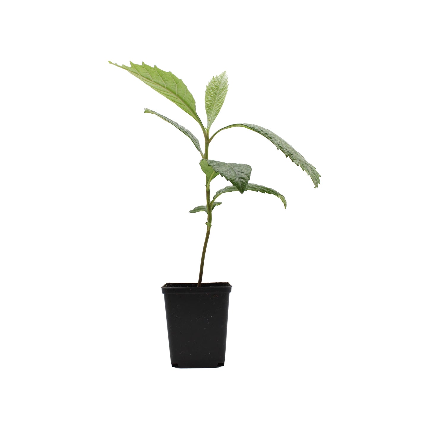 A Japanese Medlar Tree (Eriobotrya japonica) with lush leaves grows in a small black plastic pot against a plain white background, promising future edible fruits.