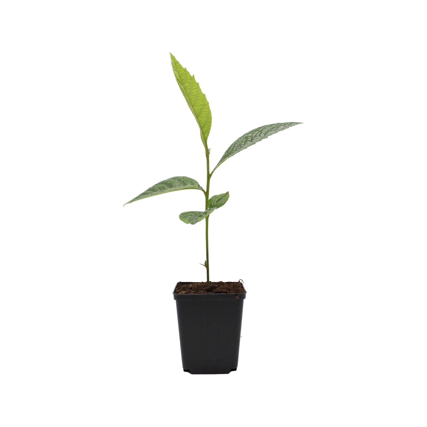 A young Japanese Medlar Tree (Eriobotrya japonica) with several leaves is growing in a small black plastic pot, isolated on a white background. This evergreen tree is valued for its delicious, edible fruits.
