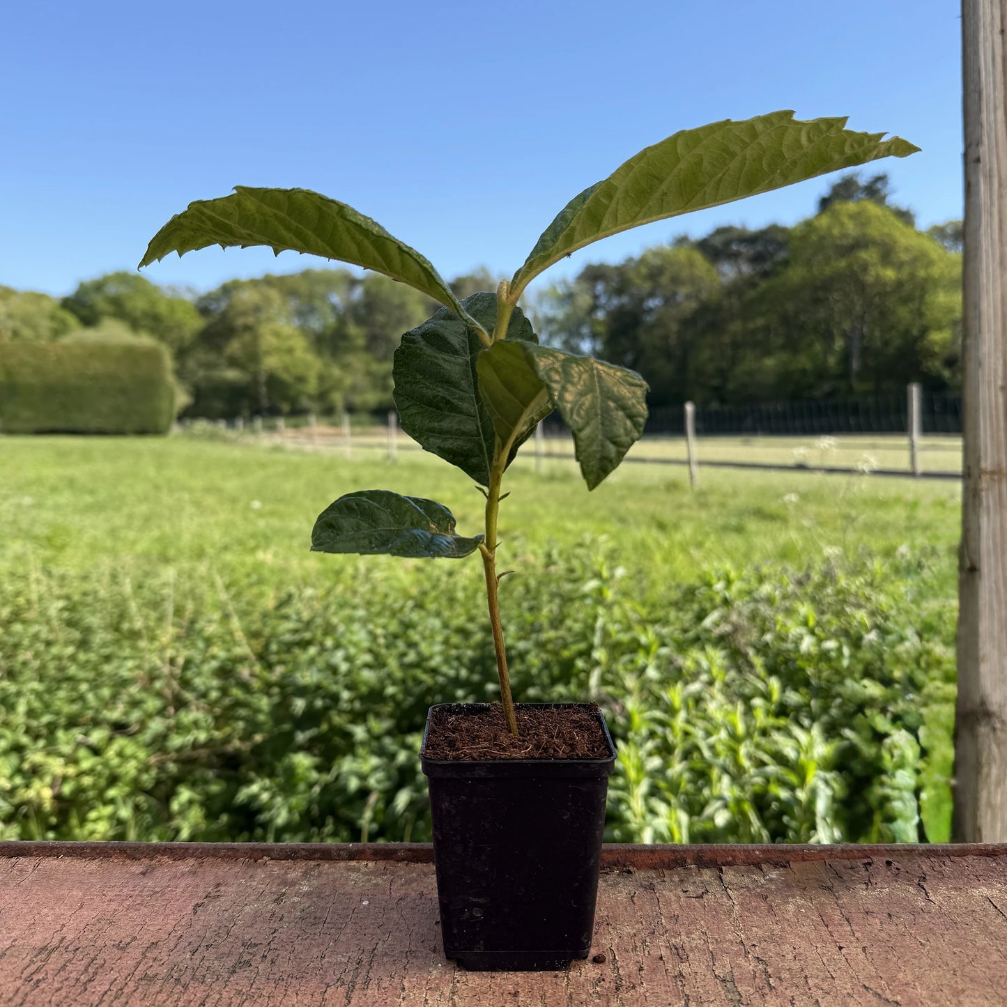 
                  
                    A Japanese Medlar Tree (Eriobotrya japonica) with broad green leaves sits potted on a wooden surface outdoors, overlooking a grassy field and trees. This plant is valued for its edible fruits and lush, attractive foliage.
                  
                