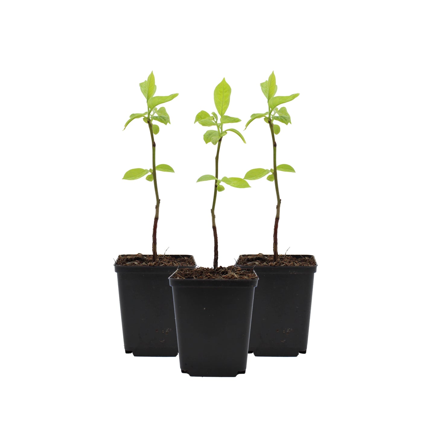 
                  
                    Three Japanese Persimmon Tree (Diospyros kaki) plants in black pots, displayed side by side against a white background—an ideal way to begin growing your own Kaki tree at home.
                  
                