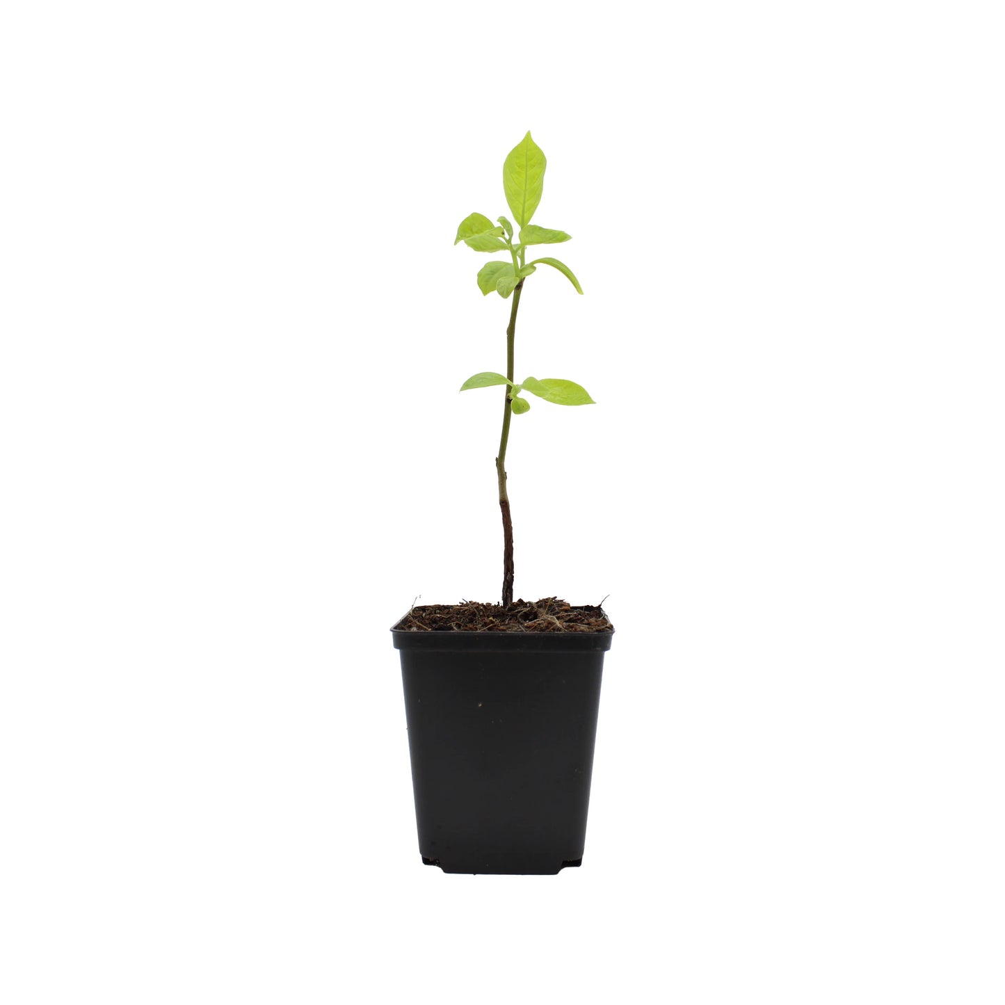 
                  
                    A Japanese Persimmon Tree (Diospyros kaki), small with several green leaves, is growing in a black plastic pot with soil, isolated on a white background.
                  
                