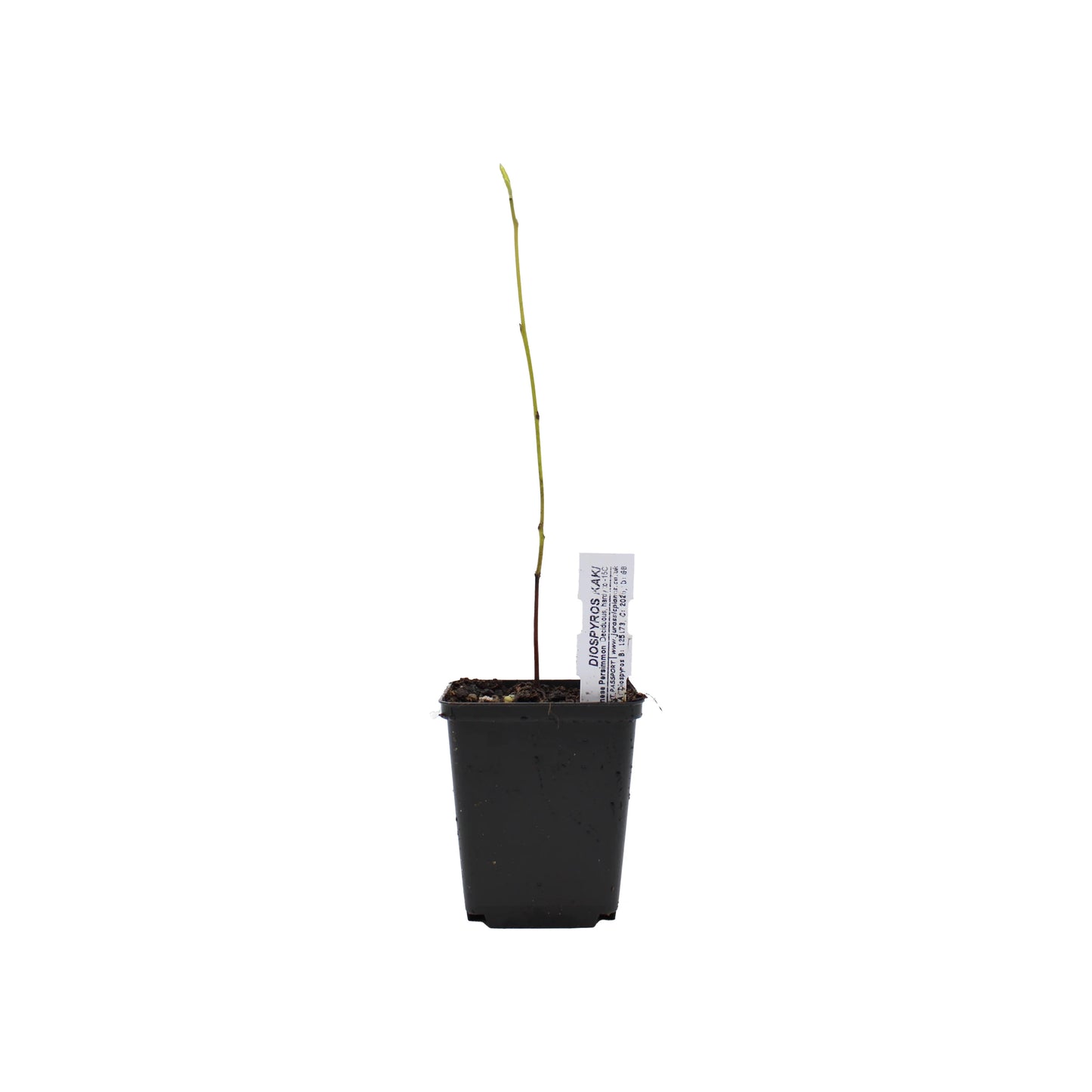 A small black plastic pot holds soil and a thin, leafless Japanese Persimmon Tree (Diospyros kaki) seedling with a white plant label, set against a plain white background.