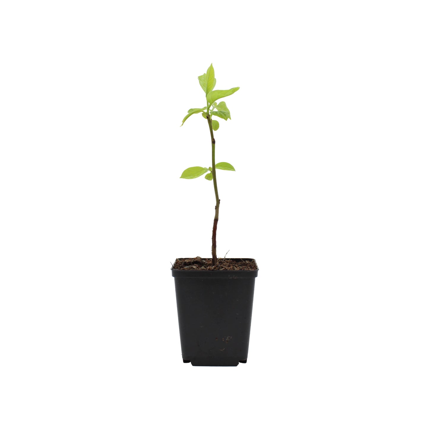 Japanese Persimmon Tree (Diospyros kaki) young plant with several green leaves, growing in soil inside a small black plastic pot, isolated on white background.