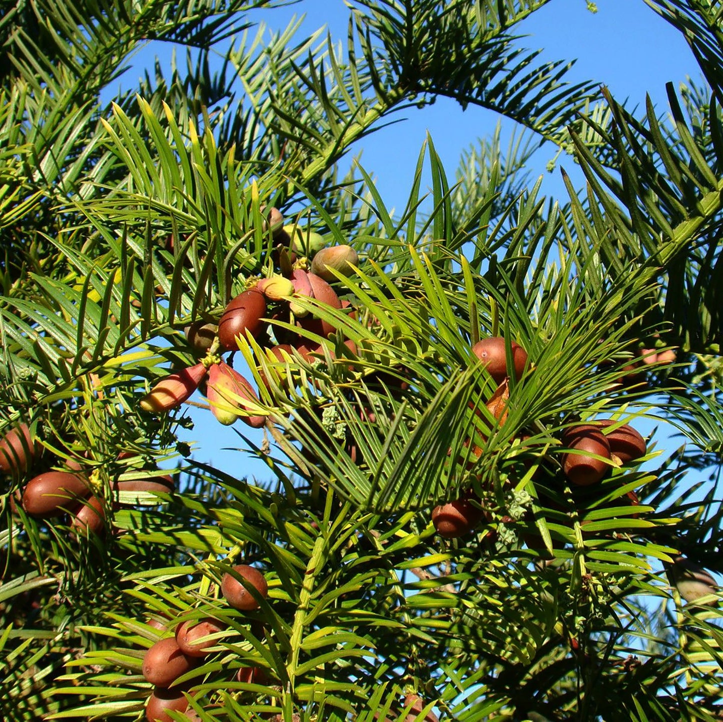 A close-up of the Japanese Plum Yew Tree (Cephalotaxus harringtonii), an evergreen with long, narrow green leaves and clusters of small, oval, reddish-brown edible fruits set against a clear blue sky.