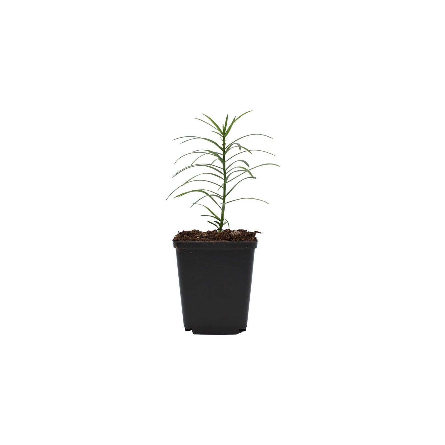 
                  
                    A young Japanese Plum Yew Tree (Cephalotaxus harringtonii) seedling, an evergreen shrub, in a small black plastic pot with soil, isolated on a white background.
                  
                